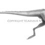 Marasuchus lilloensis