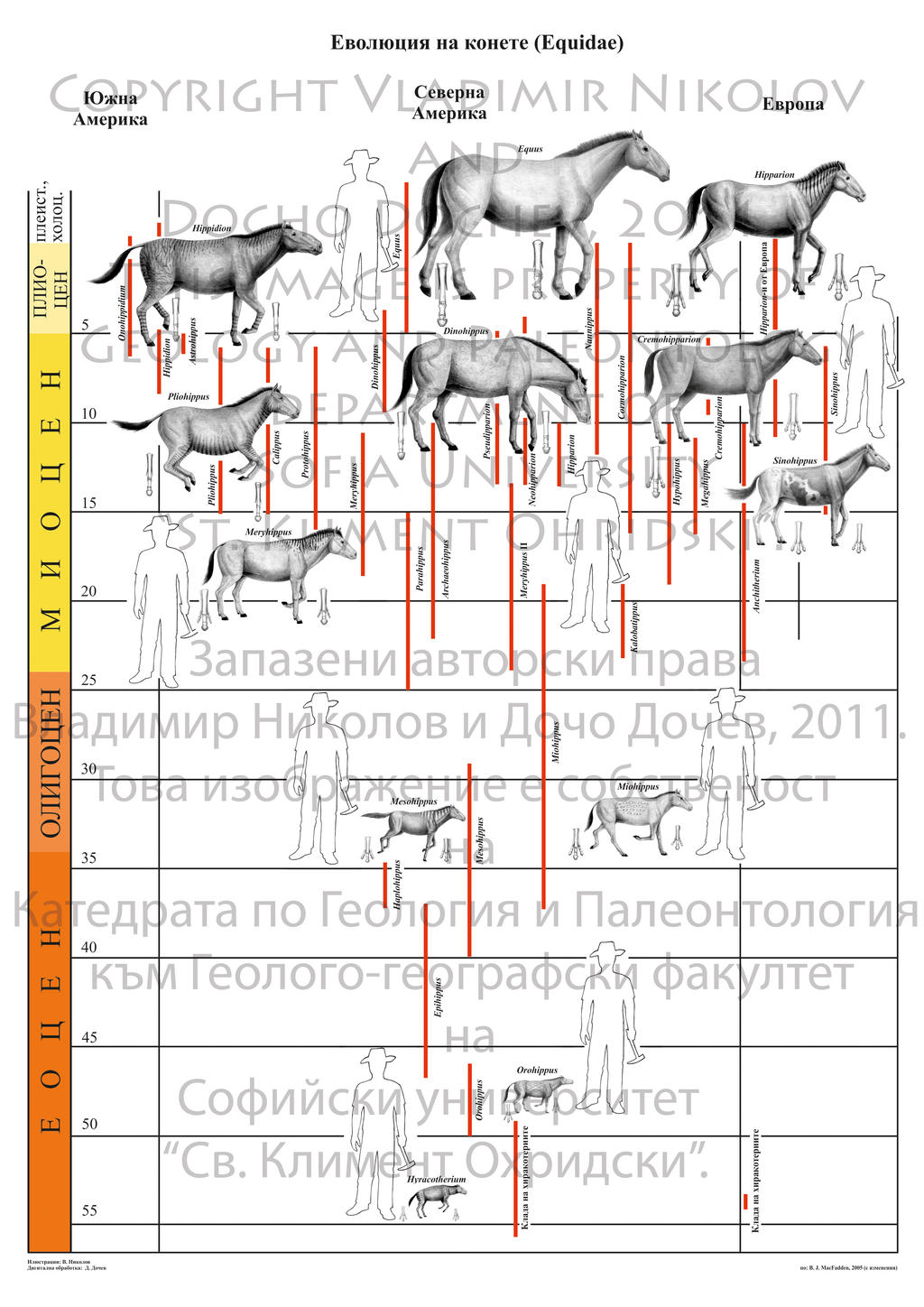 Evolution of Equidae by T-PEKC on DeviantArt