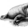 Cotylorhynchus romeri