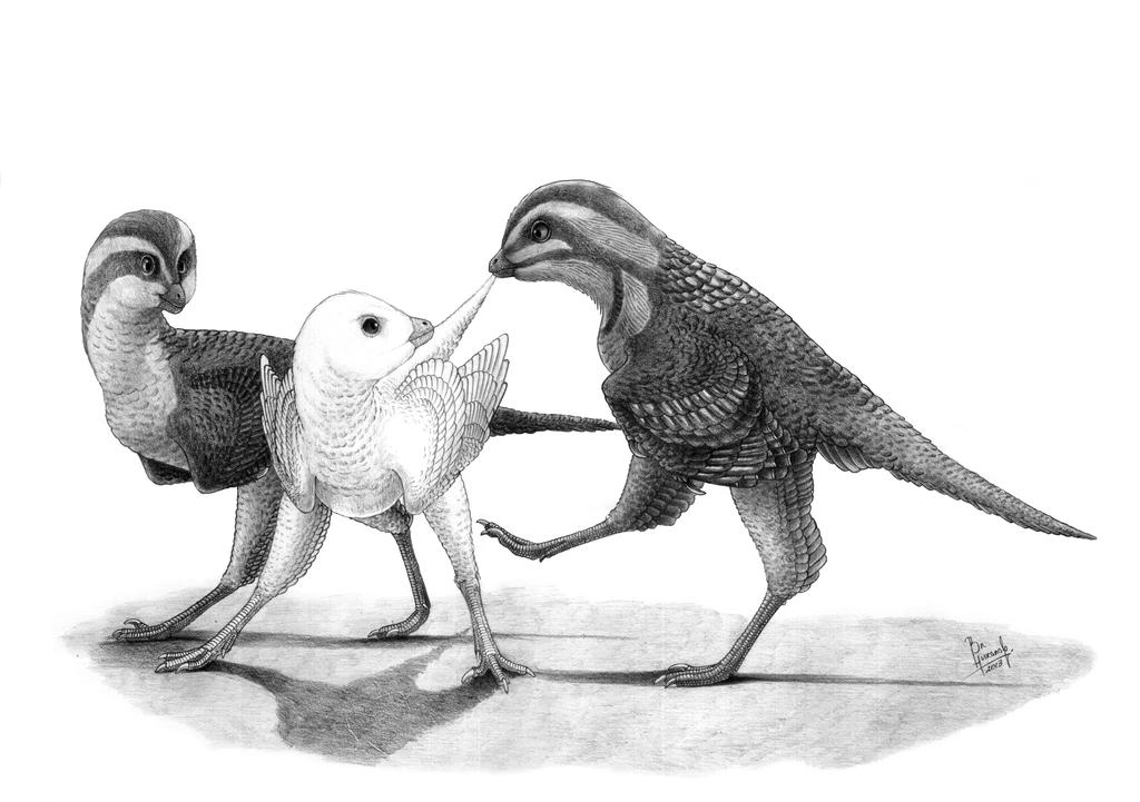 Eosinopteryx brevipenna