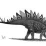 Stegosaurus ungulatus