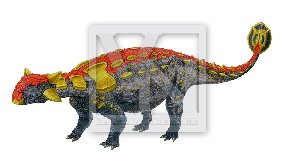 Ankylosaurus magniventris