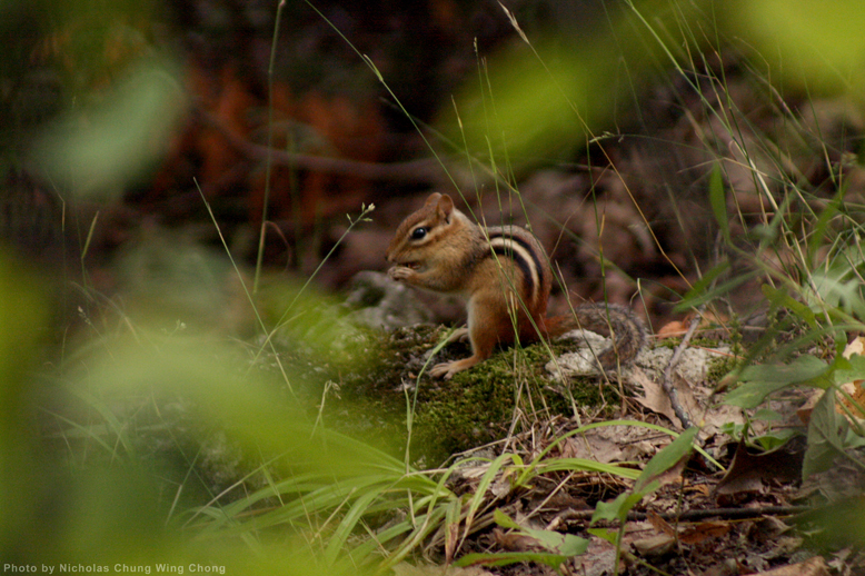 Chipmunk eating