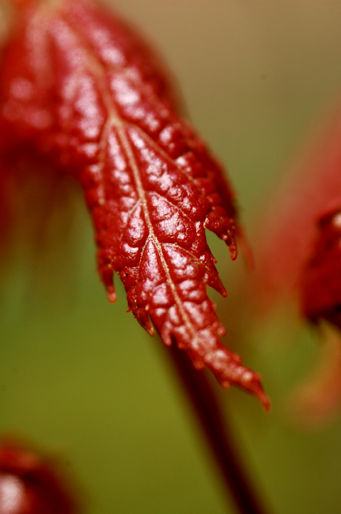 Red Leaf