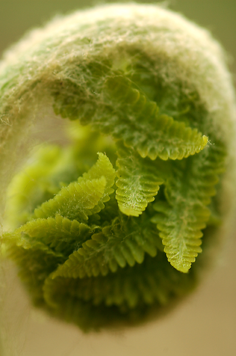 Fetal Fern