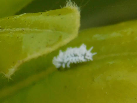 Mealybug Destroyer Larva