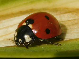 seven-spotted ladybug