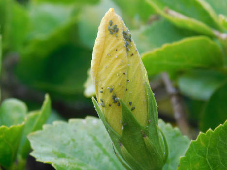 Apple Aphids?