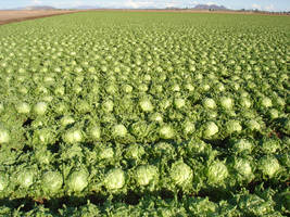 lettuce arizona