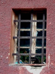 cat at window