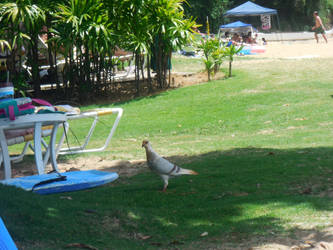 Bird at the beach