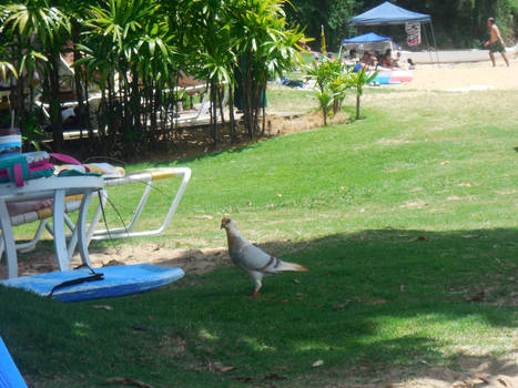 Bird at the beach