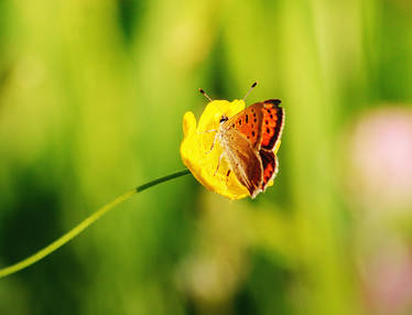 butterfly2