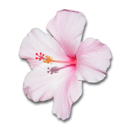 Pink Hibiscus Flower With Shadow .PNG