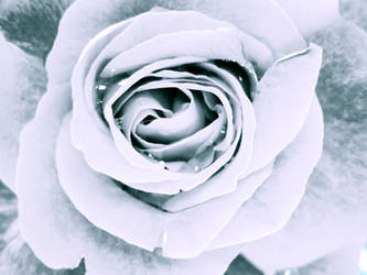 White Rose