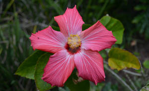 Pink Hibiscus