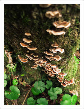 Fungus Crawl