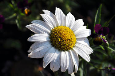 Flower photoshoot