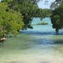 Mangroves