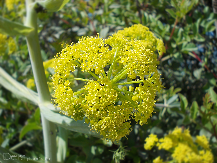 Green flower