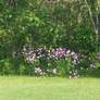 Purple flowers