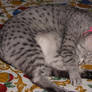 Velocity my Egyptian Mau