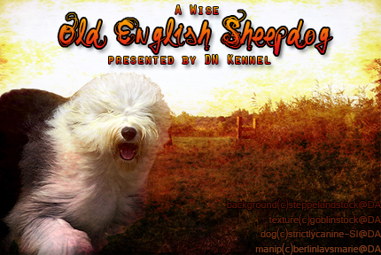 DN Old English Sheepdog