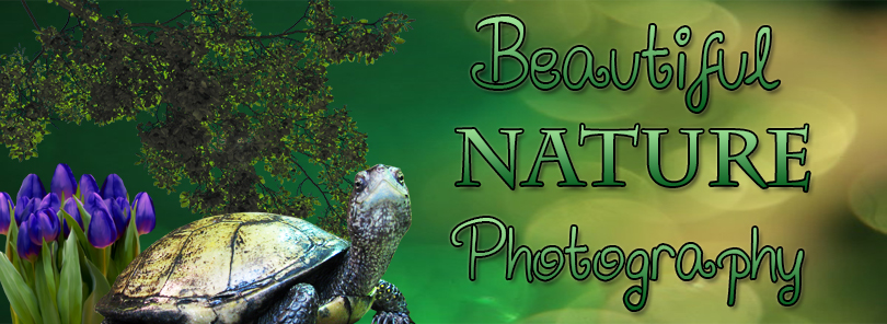 Beautiful Nature Photography Cover