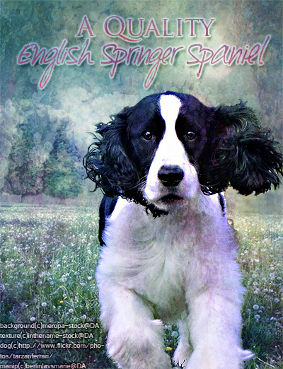 English Springer Spaniel