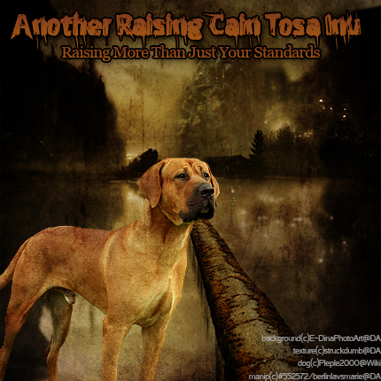 Raising Cain Tosa Inu