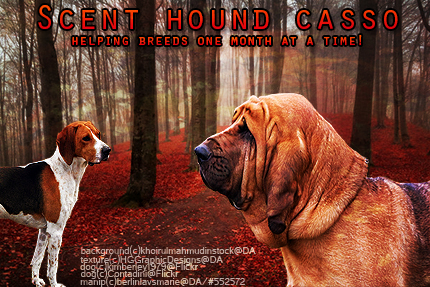 Scent Hound Casso