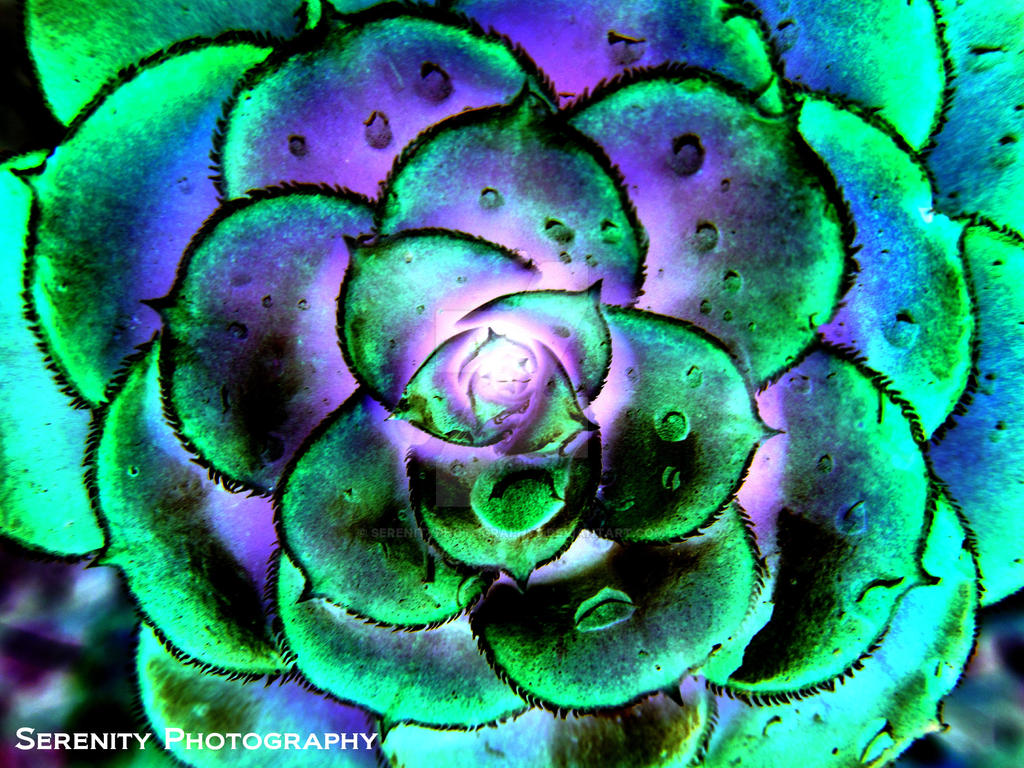 2d Desert Roses Desert Rose by SerenityPhotography8 on DeviantArt