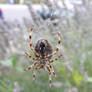 Garden Spider close up 1