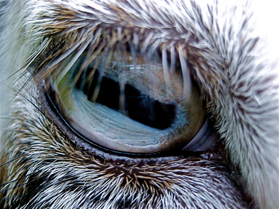 У кого квадратные зрачки. Удивительные глаза животных. Зрачки животных. Глаза зверя. Необычные зрачки.