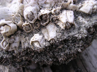 barnacle cluster