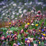 Alpine flowers