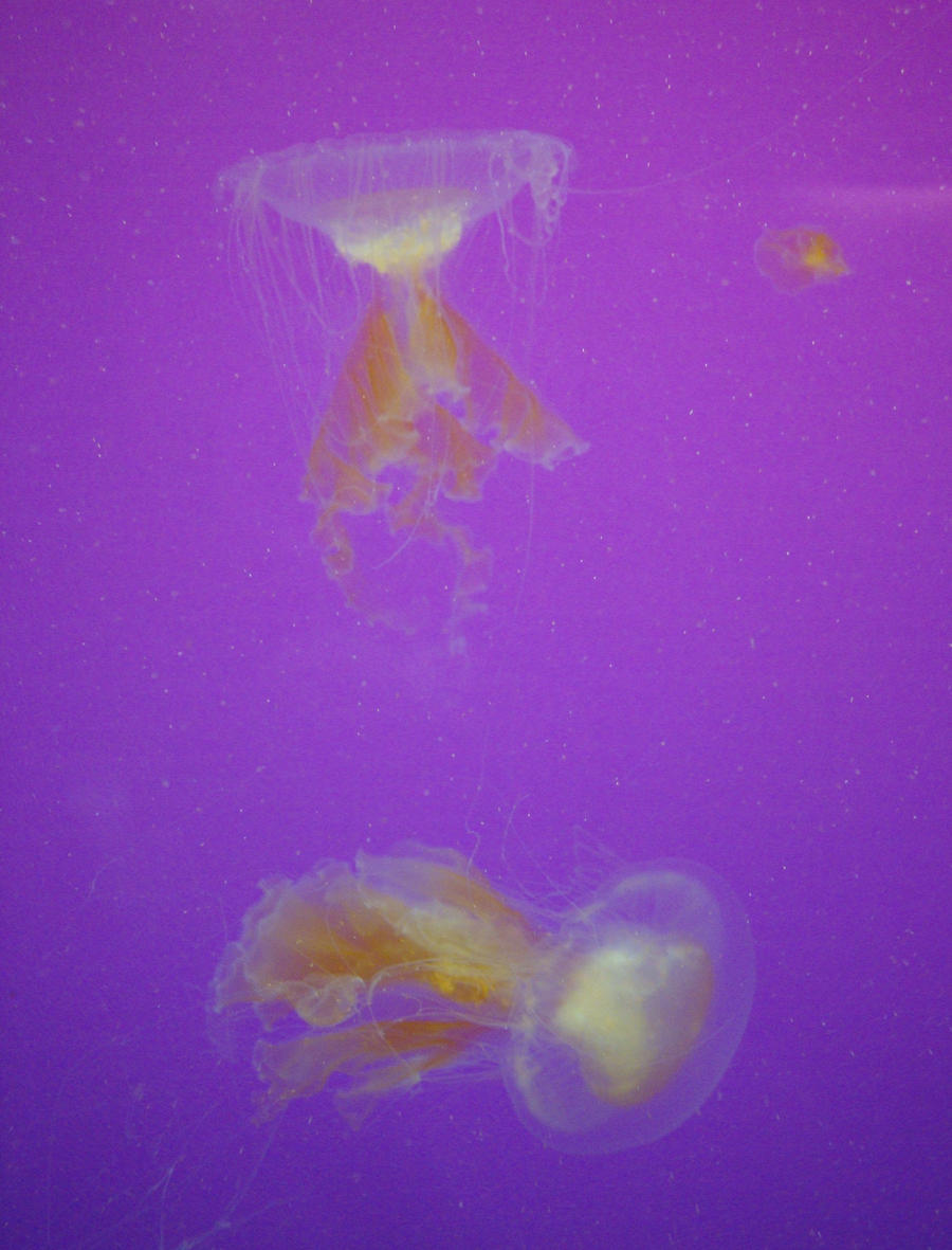 Jellies