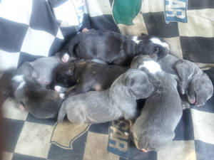 8 puppies