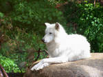 Wolf two by Cam-2007