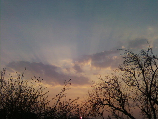 Sky and trees