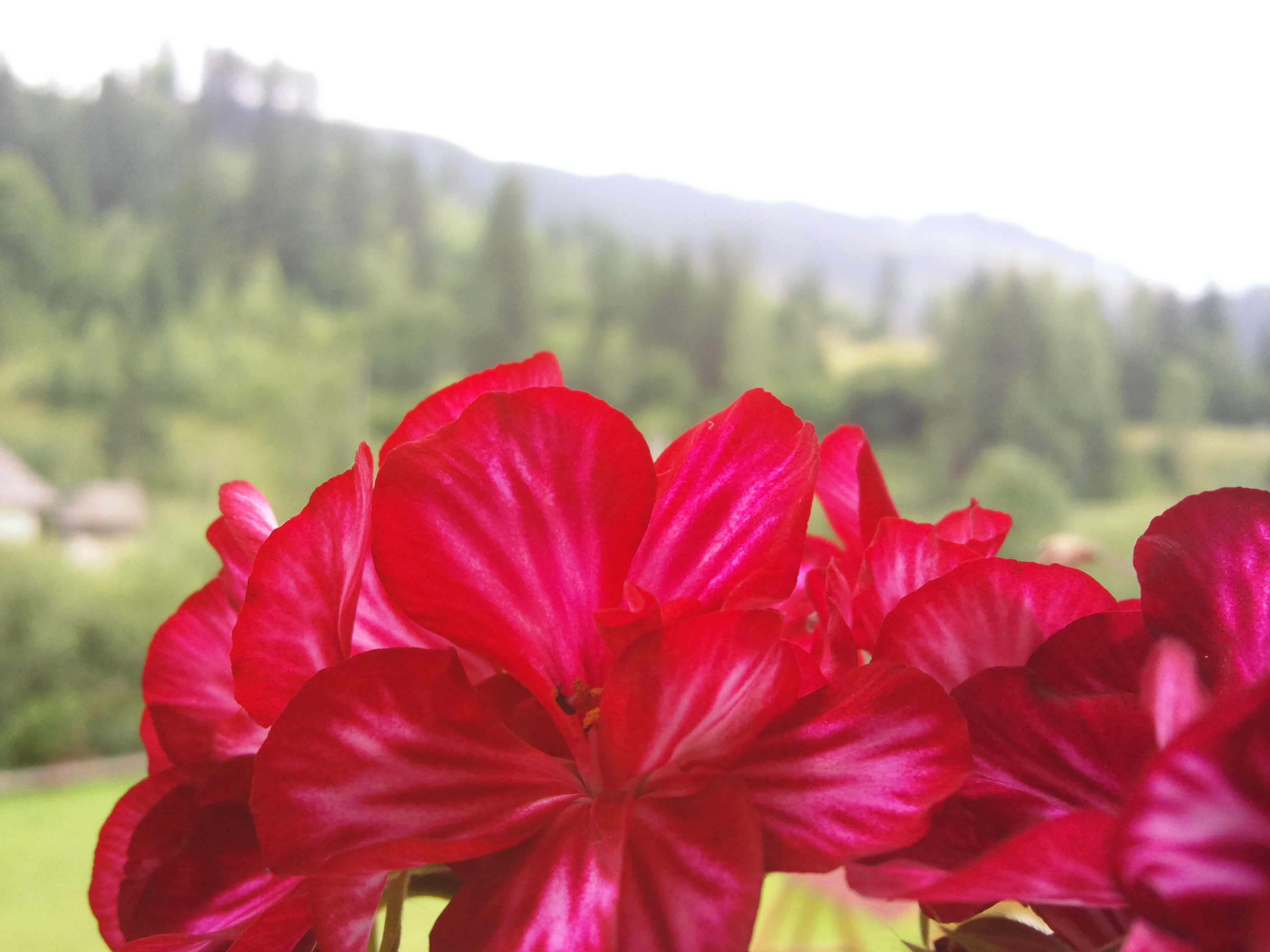 Electric Crimson Red Flower