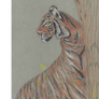 WWF Tiger
