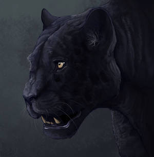 Pantheris