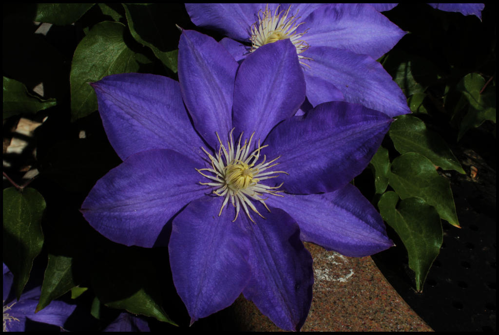 Purple Spring Splendor Purple splendor by WhisperOnHisLips on DeviantArt