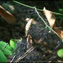 Leaves in Webs