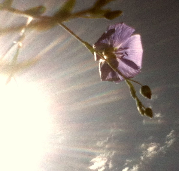 Flower in the Sunshine