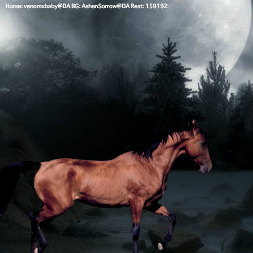 Moonlit Horse