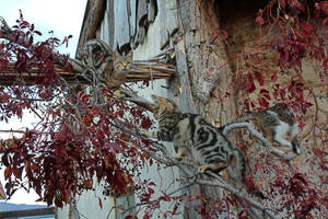 Cats on the Trees