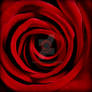 Red Rose 2007