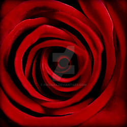 Red Rose 2007